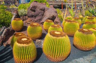 Tropikal kaktüs bahçesi manzarası Guatiza 'daki jardin de kaktüs Lanzarote, Kanarya Adaları' ndaki popüler eğlence. Dikenli armut kaktüs tarlası ve Jardin de Kaktüs 'ün arka planında Cesar Manrique' in yel değirmeni. 