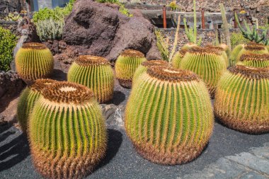 Tropikal kaktüs bahçesi manzarası Guatiza 'daki jardin de kaktüs Lanzarote, Kanarya Adaları' ndaki popüler eğlence. Dikenli armut kaktüs tarlası ve Jardin de Kaktüs 'ün arka planında Cesar Manrique' in yel değirmeni. 