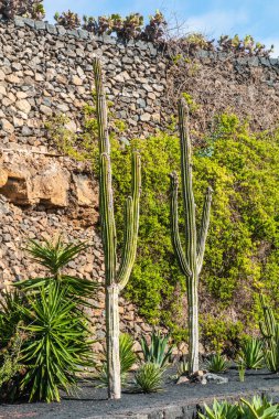 Tropikal kaktüs bahçesi manzarası Guatiza 'daki jardin de kaktüs Lanzarote, Kanarya Adaları' ndaki popüler eğlence. Dikenli armut kaktüs tarlası ve Jardin de Kaktüs 'ün arka planında Cesar Manrique' in yel değirmeni. 
