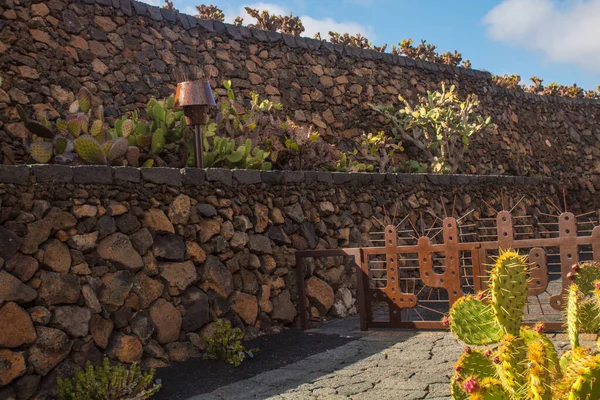 Tropikal kaktüs bahçesi manzarası Guatiza 'daki jardin de kaktüs Lanzarote, Kanarya Adaları' ndaki popüler eğlence. Dikenli armut kaktüs tarlası ve Jardin de Kaktüs 'ün arka planında Cesar Manrique' in yel değirmeni. 