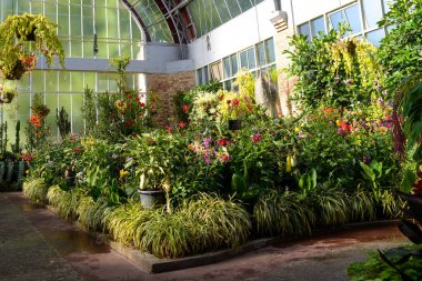 Çiçekli bir serada, gün ışığında botanik bahçesinde güzel bitkiler ve çiçekler. 