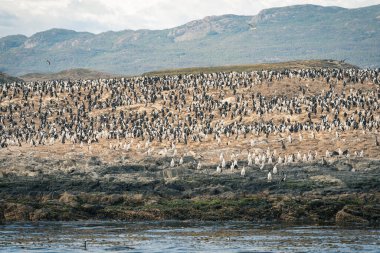 Burası şehir merkezinde dağlar, nehirler ve karla dolu. Ushuaia, Arjantin 'in Tierra del Fuego, Antrtida ve Islas del Atlntico Sur illerinin başkentidir..