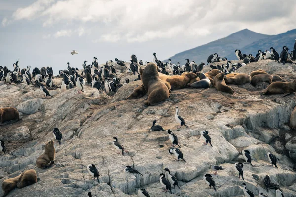 이곳은 주위의 눈으로 아리아는 Thecapitaloftierra Del Fuego Antrtida Islas Del — 스톡 사진