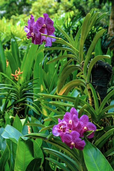 Национальный Сад Орхидей Сингапуре Цветы Орхидеи Разных Цветов Размеров — стоковое фото