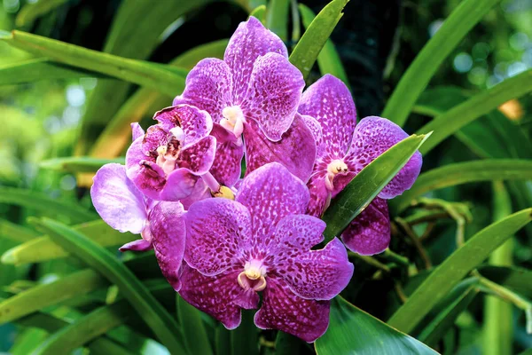 Der Nationale Orchideengarten Singapur Orchideenblüten Verschiedenen Farben Und Größen — Stockfoto