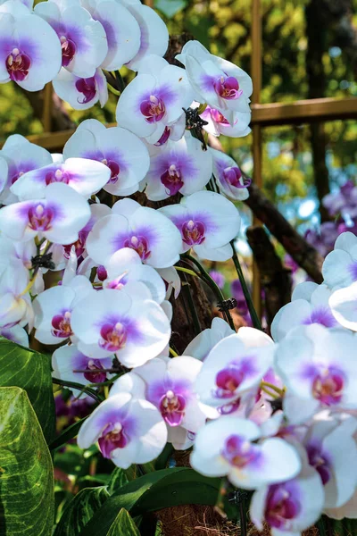 Nationale Orchideeëntuin Singapore Orchidee Bloemen Met Verschillende Kleuren Maten — Stockfoto