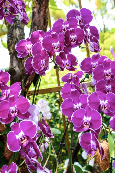 Nationale Orchideeëntuin Singapore Orchidee Bloemen Met Verschillende Kleuren Maten — Stockfoto