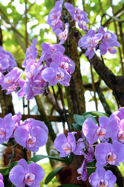 Nationale Orchideeëntuin Singapore Orchidee Bloemen Met Verschillende Kleuren Maten — Stockfoto