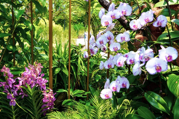 Jardim Nacional Das Orquídeas Singapura Flores Orquídea Com Diferentes Cores — Fotografia de Stock