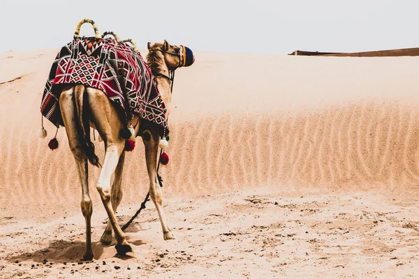 Όμορφη Καμήλα Στη Μέση Της Κίτρινης Ερήμου Κίτρινοι Αμμόλοφοι Και — Φωτογραφία Αρχείου