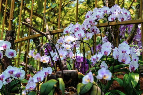 Singapura Ásia 2020 Composição Flores Brancas Jardim Nacional Das Orquídeas — Fotografia de Stock