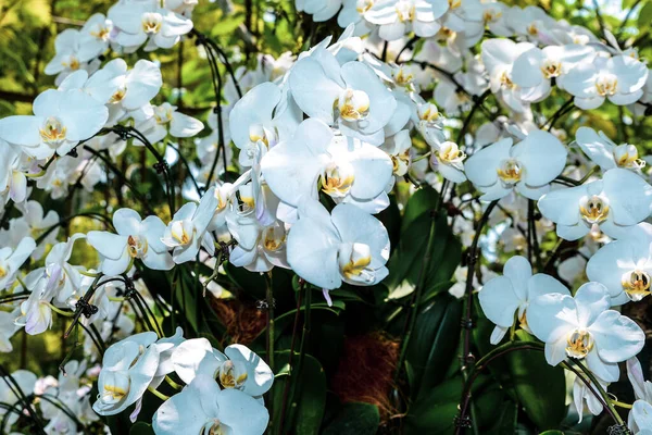 Singapore Azië 2020 Samenstelling Van Witte Bloemen Orchidee Nationale Tuin — Stockfoto