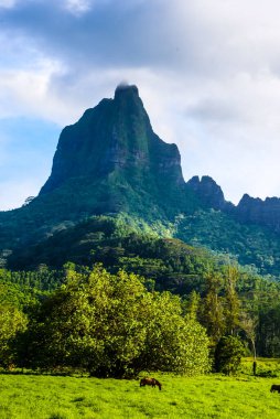 Moorea, Fransız Polinezyası: 09 / 03 / 2018: MooreaFrench Polinezya 'daki Yeşil Park: 09 / 03 / 2018: Dağların manzarası ve Moorea, Fransız Polinezyası' ndaki yeşil çimenler
