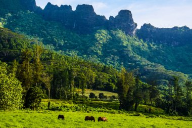 Moorea, Fransız Polinezyası: 09 / 03 / 2018: MooreaFrench Polinezya 'daki Yeşil Park: 09 / 03 / 2018: Dağların manzarası ve Moorea, Fransız Polinezyası' ndaki yeşil çimenler