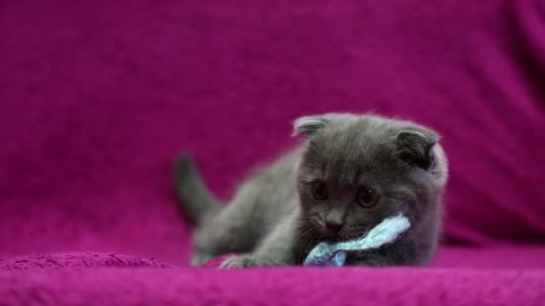 Mor Bir Yatak Örtüsünün Üzerinde Küçük Komik Tüylü Bir Kedi — Stok video