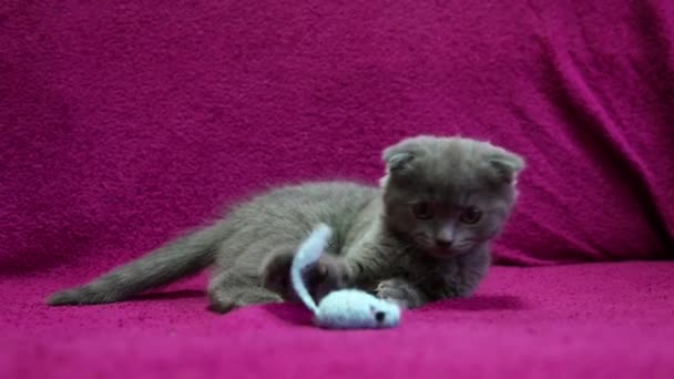 Small Grey Funny Fluffy Kitten Lying Sofa Playing Knitted Toy — Stock Video