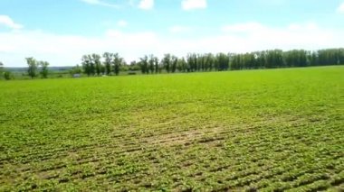 Ayçiçeği fidanlarıyla dolu bir tarlanın üzerinde bir kuadrokopter uçurmak