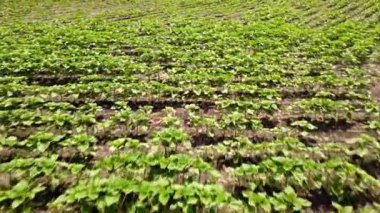 Kuadkopterin daha da yükseldiği düşük seviyeli uçuş ayçiçeğiyle ekilmiş bir tarla üzerinde.