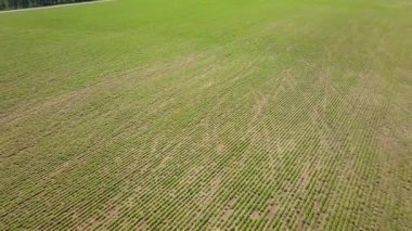 Ayçiçeği fidanlarıyla kuşbakışı bir tarla