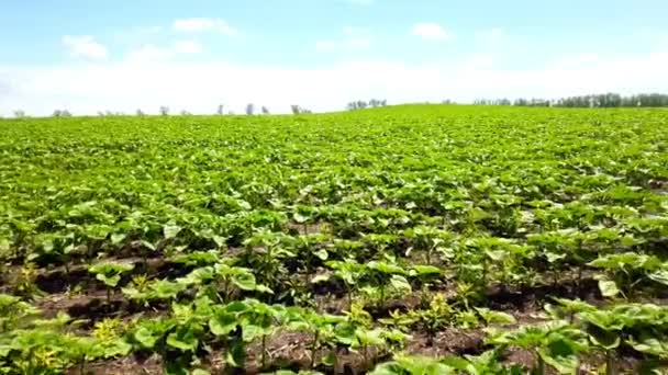 Sonnenblumensetzlinge Auf Landwirtschaftlichen Feldern Mit Einem Quadrocopter Der Niedriger Höhe — Stockvideo