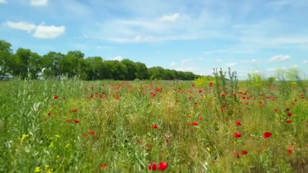 Low Flying Forward Small Area Field Sown Poppies Cornflowers — Stock Video