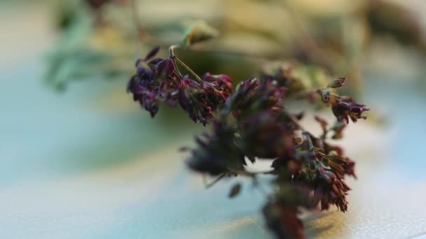 Gałązka Suchego Zioła Leczniczego Tymianek Zaparzania Aromatycznej Herbaty Ziołowej — Wideo stockowe