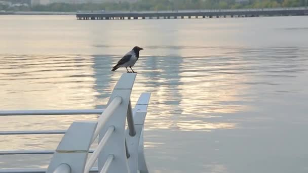 Ворона Сидящая Парапете Набережной Фоне Морского Залива — стоковое видео