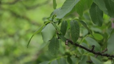Olgunlaşmamış yeşil cevizler bir dala asılı. Yeşil yapraklar ve olgunlaşmamış ceviz. Ceviz gibi meyveler. Ceviz ağacının olgun cevizleri. Büyüme, yaprak.
