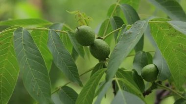 Cevizler olgunlaşır, ağacın dalında, yakın plan yeşil yapraklarla. Büyüme kavramı.