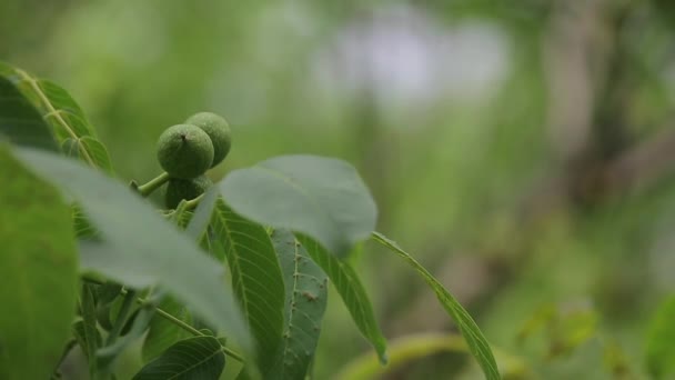 Zielone Orzechy Dojrzewają Gałęzi Drzewa Zielonymi Liśćmi Biedronka Czołga Się — Wideo stockowe