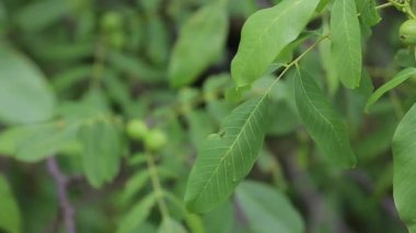 Yeşil bir yaprağın ön planından yeşil olgun fındık meyvelerinin arka planına odaklanmak.