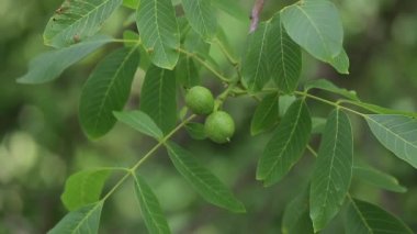 Yeşil yapraklı bir ağacın dalında olgunlaşan yeşil cevizler. Hastalıktan etkilenmiş yaprak.