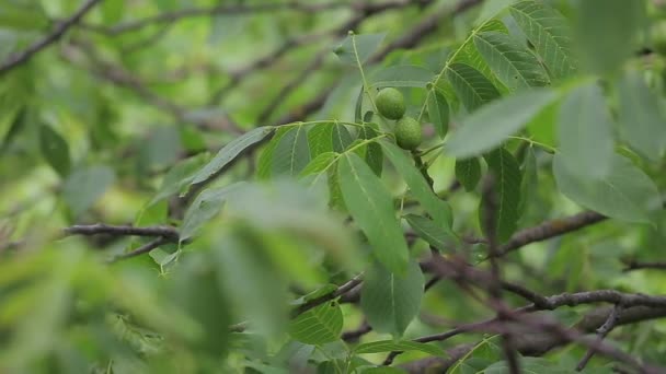 緑のクルミは緑の葉と茶色の枝を持つ木の枝に熟します — ストック動画