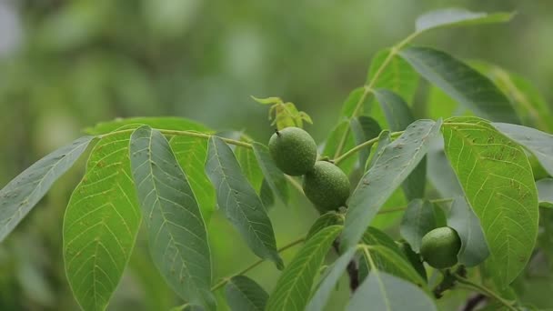 Groene Walnoten Rijpen Tak Van Boom Met Groene Bladeren Close — Stockvideo