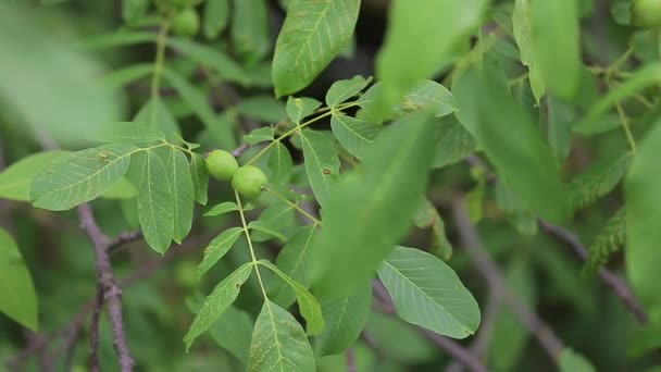Zelené Vlašské Ořechy Zrají Větvi Stromu Zelenými Listy Zblízka Organické — Stock video