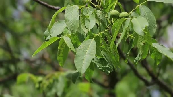 Ořechový Strom Letní Den Organické Zdravé Ovoce Ořechy Rostoucí Rostliny — Stock video