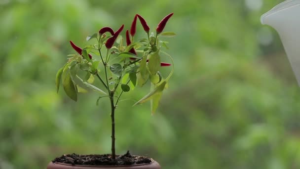 Houseplant Bitter Pepper Buah Merah Terang Sudah Matang Menyiram Tanaman — Stok Video