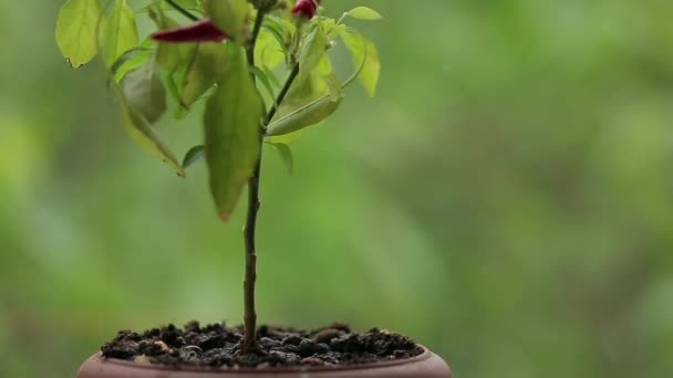 家庭植物苦椒 鲜红的水果已经熟了 — 图库视频影像