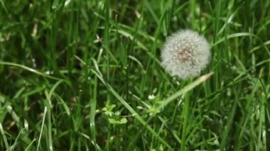 Tüylü bir karahindiba çimenlerin üzerinde sallanıyor.