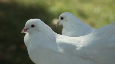 Bir çift kar beyazı güvercinin yakın çekimi.