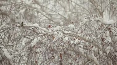 Bulutlu bir kış gününde bir tavuk huş ağacının karla kaplı dallarına atlıyor.