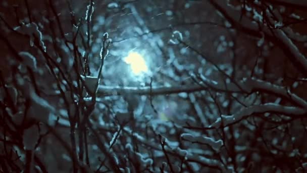 Winter Goedenacht Straatlamp Sneeuw Valt Takken Van Bomen — Stockvideo