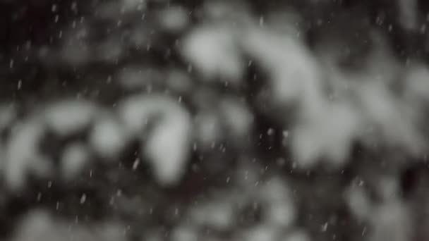 Kasvetli Bir Kış Gününde Köknar Ağaçlarının Pençelerine Şiddetli Kar Yağar — Stok video