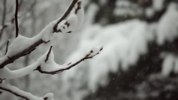 Sneeuwval Focus Verschoven Van Nabije Tak Van Boom Naar Het — Stockvideo