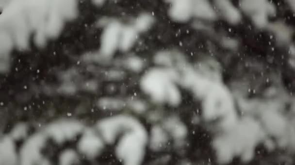 Queda Neve Pesada Cobre Ramos Cobertos Neve Abetos Desfoque — Vídeo de Stock