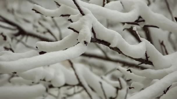 Neve Caindo Galhos Árvore Dia Inverno Sombrio — Vídeo de Stock