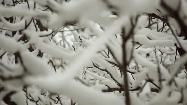 Zaměření Přesouvá Nejvzdálenějších Větví Nejbližších Sníh Ponurý Zimní Den — Stock video