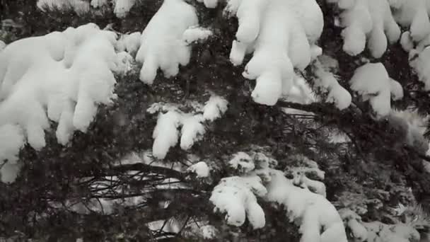 Zware Sneeuwval Bedekt Besneeuwde Takken Van Dennenbomen Een Sombere Winterdag — Stockvideo