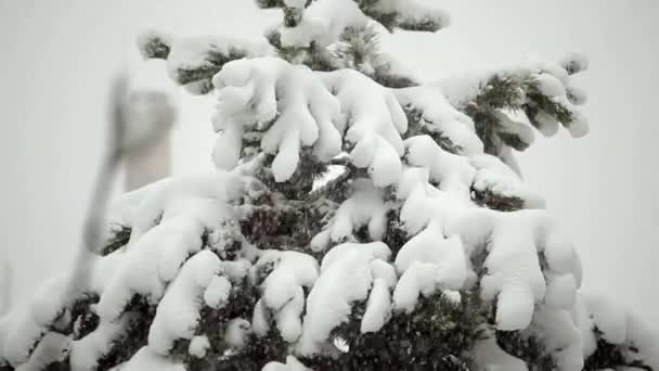 Topo Pinheiro Polvilhado Com Neve Pesada Dia Inverno Sombrio — Vídeo de Stock