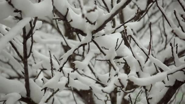 Zware Sneeuwval Hagelslag Besneeuwde Takken Van Bomen — Stockvideo